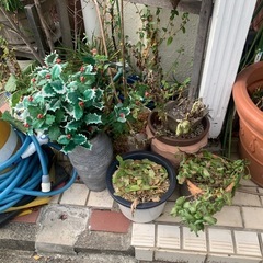植木鉢の画像