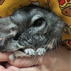 再投稿 チンチラ 決まりました！の画像