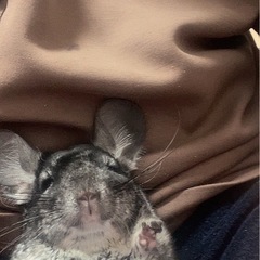 再投稿 チンチラ 決まりました！ − 埼玉県