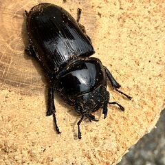 ◎阿古谷産オオクワガタ新成虫ペア＋♀ ④◎♂74、♀45,42（配送の場合着払い）の画像