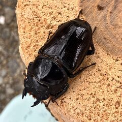 ◎阿古谷産オオクワガタ新成虫ペア＋♀ ④◎♂74、♀45,42（配送の場合着払い）の画像