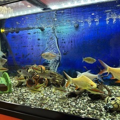 値下げ中！ 熱帯魚　90cm水槽
セットの画像