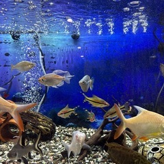 値下げ中！ 熱帯魚　90cm水槽
セットの画像