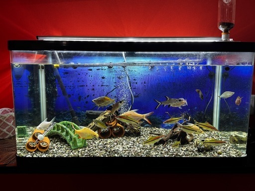 値下げ中！ 熱帯魚　90cm水槽
セット