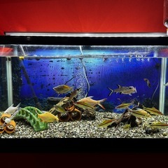 値下げ中！ 熱帯魚　90cm水槽
セット