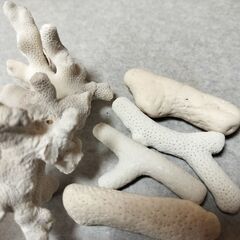 珊瑚　さんご　欠片　インテリア　オブジェ　置物の画像