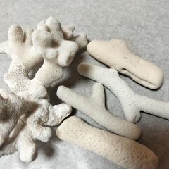 珊瑚　さんご　欠片　インテリア　オブジェ　置物の画像