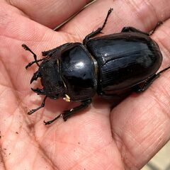 ◎阿古谷産オオクワガタ新成虫ペア⑤◎♂72、♀44（配送の場合着払い）の画像