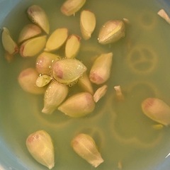 すだ種　5粒の画像