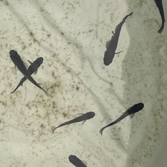 オロチメダカ成魚10匹の画像