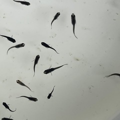 オロチメダカ若魚10匹　黒い！の画像