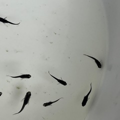 オロチメダカ若魚10匹　黒い！の画像