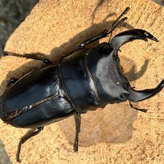 ◎阿古谷産オオクワガタ新成虫ペア⑥◎B品♂78、♀47（配送の場合着払い）の画像