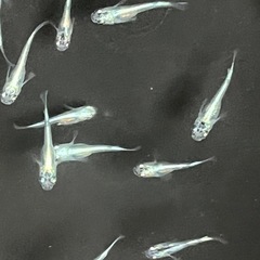 幹之メダカ若魚10匹の画像