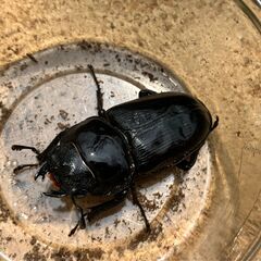 ◎阿古谷産オオクワガタ新成虫ペア⑥◎B品♂78、♀47（配送の場合着払い）の画像