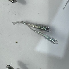 サファイアメダカ1０匹の画像