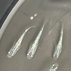 サファイアメダカ1０匹の画像