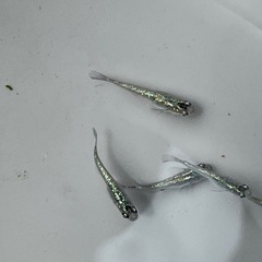 サファイアメダカ1０匹の画像