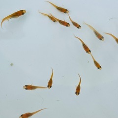 紅帝楊貴妃メダカ1匹70円の画像