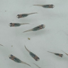 深海メダカ幼魚の画像