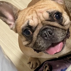 フレンチブルドック2歳の女の子