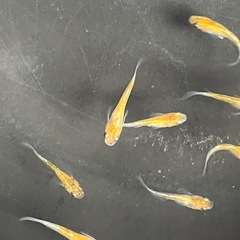 三色メダカ　選別外　幼魚の画像
