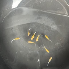 三色メダカ　選別外　幼魚の画像