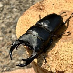 ◎阿古谷産オオクワガタ新成虫ペア①◎♂73、♀45（配送の場合着払い）の画像