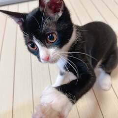 【🔴🐈生後3ヵ月の兄妹子猫🐈🔴】