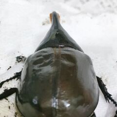 ヘラクレスモリシマイ103mm♂オス単品　ヘラクレスオオカブト亜種　新成虫の画像