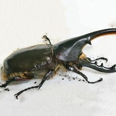 ヘラクレスモリシマイ103mm♂オス単品　ヘラクレスオオカブト亜種　新成虫の画像