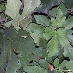 イチジク（実が付いております）の画像