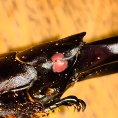 ◆国産オオクワガタ　華王血統「KING OF KINGS」 ♂♀新成虫ペア　レッドアイ　赤眼◆の画像