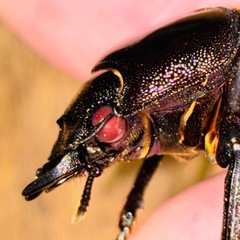 ◆国産オオクワガタ　華王血統「KING OF KINGS」 ♂♀新成虫ペア　レッドアイ　赤眼◆の画像