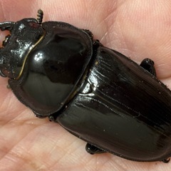 ◆国産オオクワガタ　華王血統「KING OF KINGS」 ♂♀新成虫ペア　レッドアイ　赤眼◆の画像