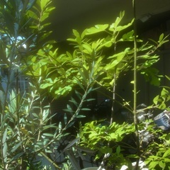 柿の木の画像