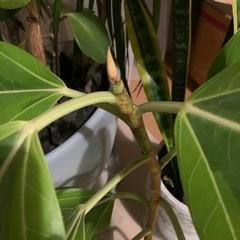 観葉植物ゴムの木挿木の画像
