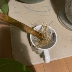 観葉植物ゴムの木挿木の画像