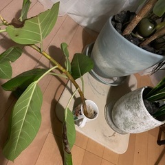 観葉植物ゴムの木挿木の画像