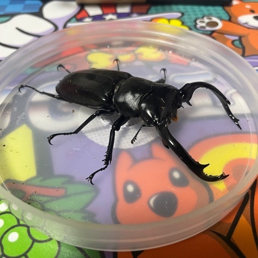 ウエストウッディ♂単
