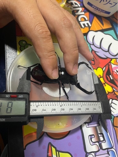 ウエストウッディ♂単