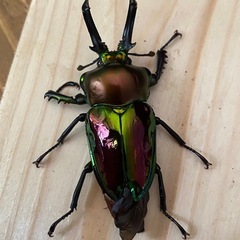 ニジイロクワガタ2025⑩ 訳アリ ♂55mm ♀33mm 計2頭セット ノーマルカラー 新成虫の画像
