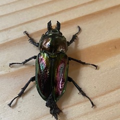 ニジイロクワガタ2025⑩ 訳アリ ♂55mm ♀33mm 計2頭セット ノーマルカラー 新成虫の画像