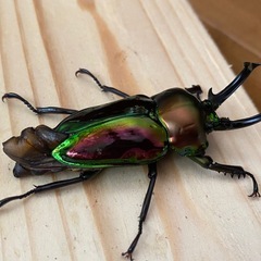 ニジイロクワガタ2025⑩ 訳アリ ♂55mm ♀33mm 計2頭セット ノーマルカラー 新成虫の画像