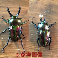 ニジイロクワガタ2025⑩ 訳アリ ♂55mm ♀33mm 計2頭セット ノーマルカラー 新成虫の画像
