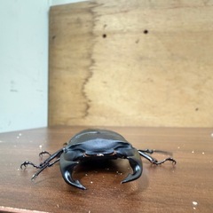 能勢YG血統 ペア♂88.3ミリ♀58ミリ　新成虫 オオクワガタ　国産の画像