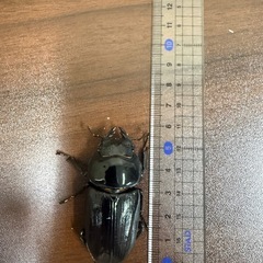能勢YG血統 ペア♂88.3ミリ♀58ミリ　新成虫 オオクワガタ　国産の画像
