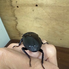 能勢YG血統 ペア♂88.3ミリ♀58ミリ　新成虫 オオクワガタ　国産の画像