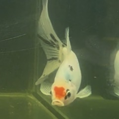金魚:朱文金① 1匹／1000円 の画像