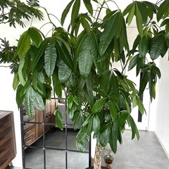 大型　パキラ 180cm　大きなねじりパキラ 観葉植物 植木 庭木の画像